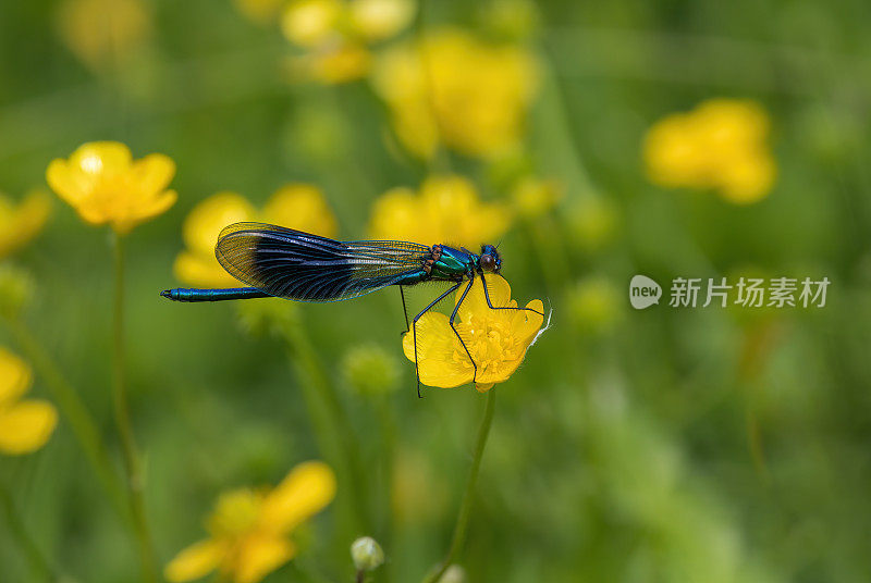 带条纹的Demoiselle (Calopteryx splendens)